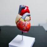 obesity breast cancer risk
